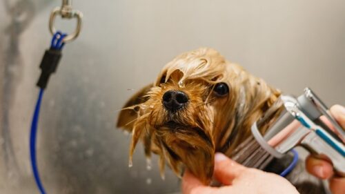 　　　　　　　　　　　　　　　　　　　愛犬のシャワー
